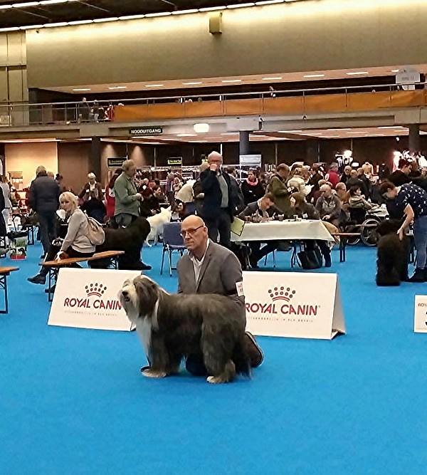 VitoCalluci Loving Secrets Open 
klasse Bearded Collie Dogshow Eindhoven 2u